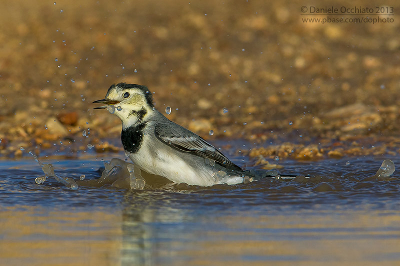 White Wagtail (Motacilla alba)