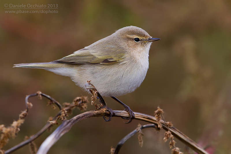 Siberian Chiffchaff (Phylloscopus collybita tristis)