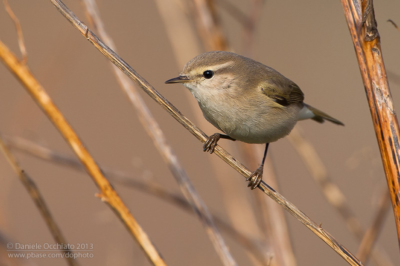 Siberian Chiffchaff (Phylloscopus collybita tristis)