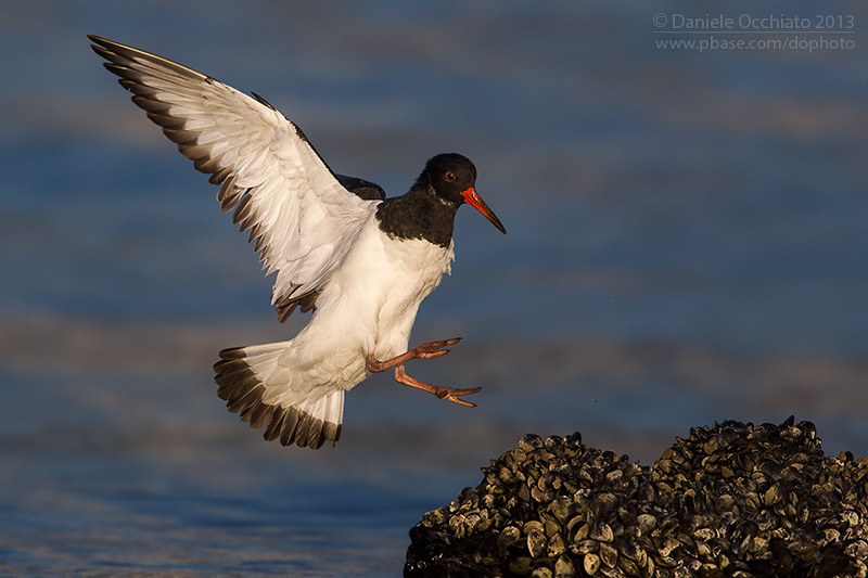 Eurasian Oystercatcher (Haematopus ostralegus)