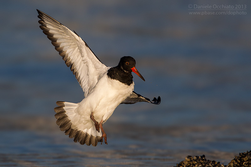 Eurasian Oystercatcher (Haematopus ostralegus)