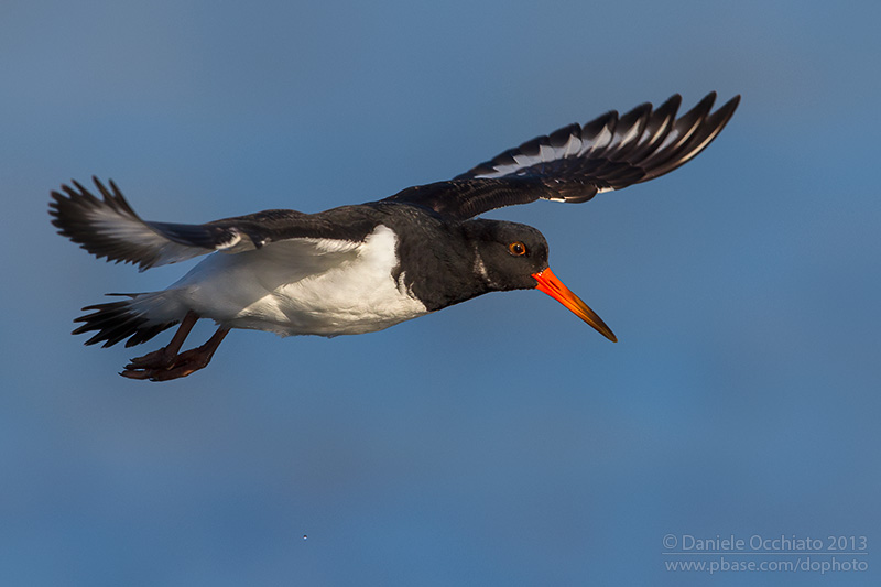 Eurasian Oystercatcher (Haematopus ostralegus)