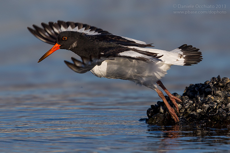 Eurasian Oystercatcher (Haematopus ostralegus)