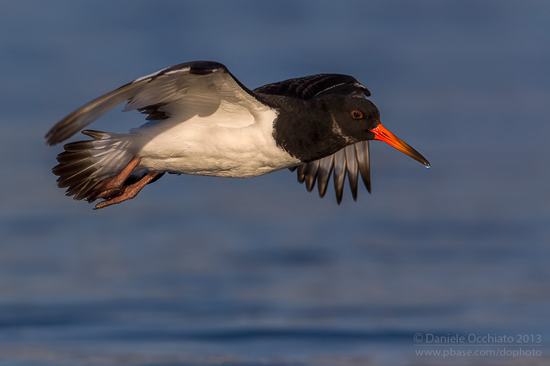 Eurasian Oystercatcher (Haematopus ostralegus)