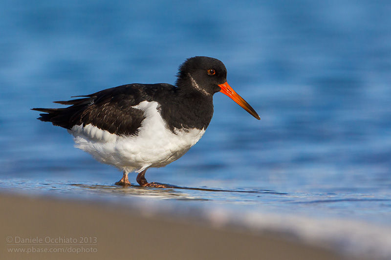 Eurasian Oystercatcher (Haematopus ostralegus)