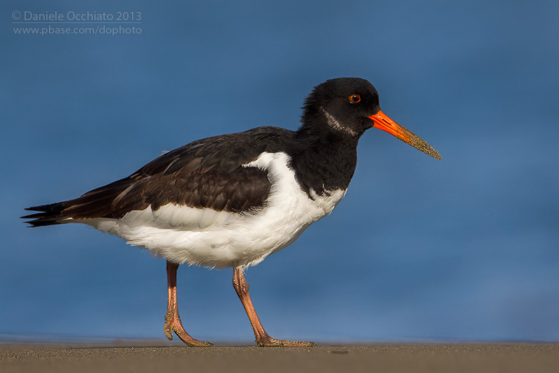 Eurasian Oystercatcher (Haematopus ostralegus)