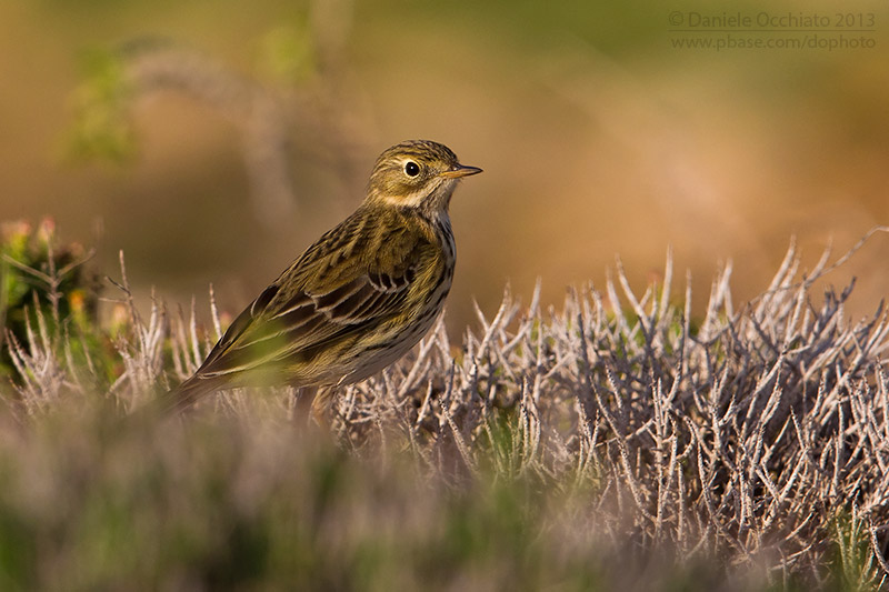 Meadow Pipit (Anthus pratensis)