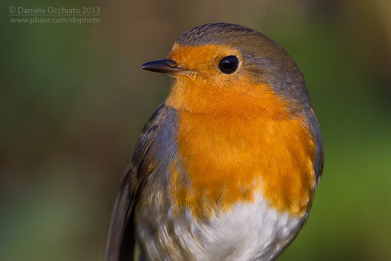 European Robin (Erithacus rubecula)