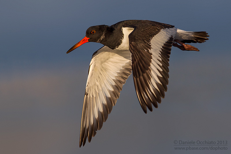 Eurasian Oystercatcher (Haematopus ostralegus)