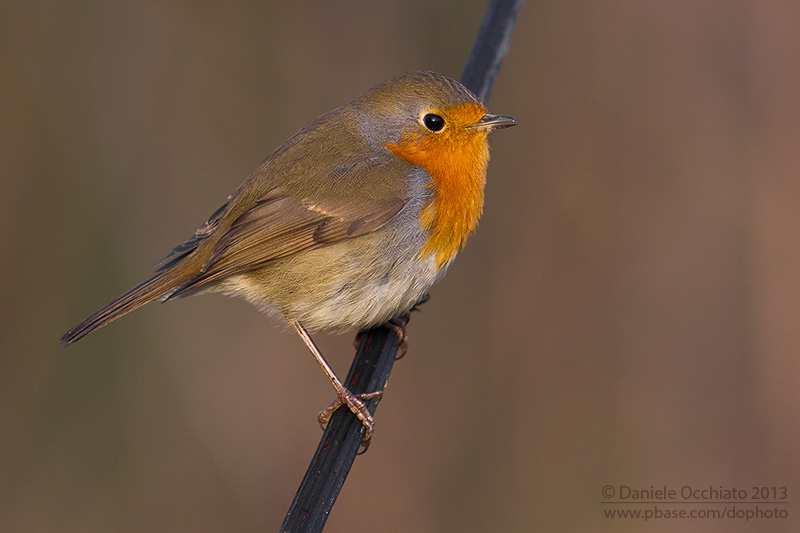 European Robin (Erithacus rubecula)