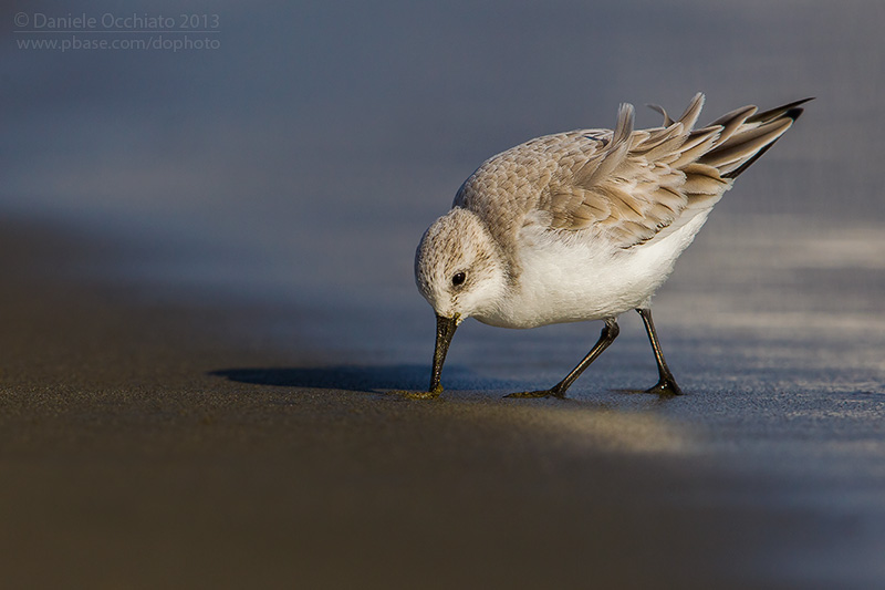 Sanderling (Calidris alba)