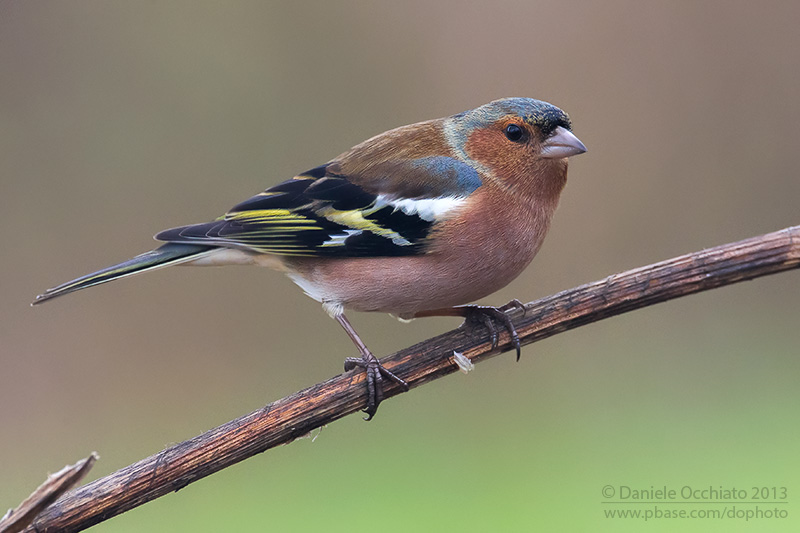 Chaffinch (Fringilla coelebs)