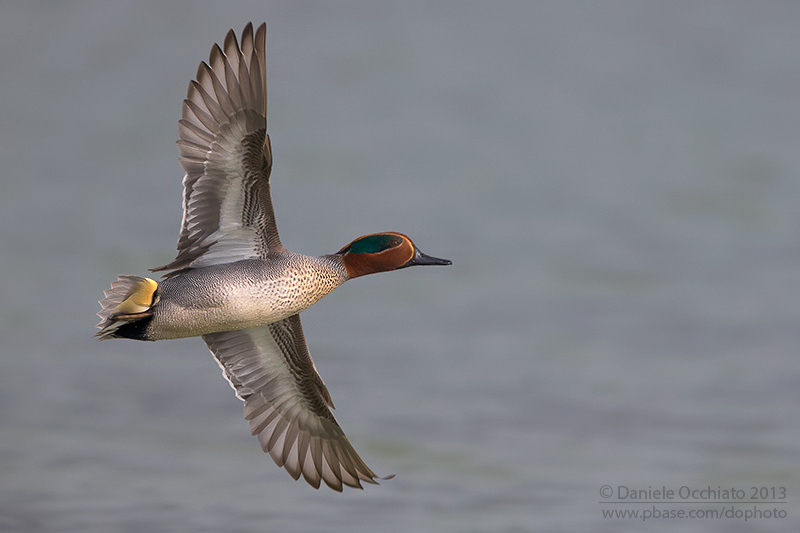 Eurasian Teal (Anas crecca)