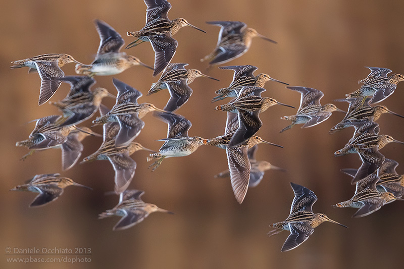 Common Snipe (Gallinago gallinago)