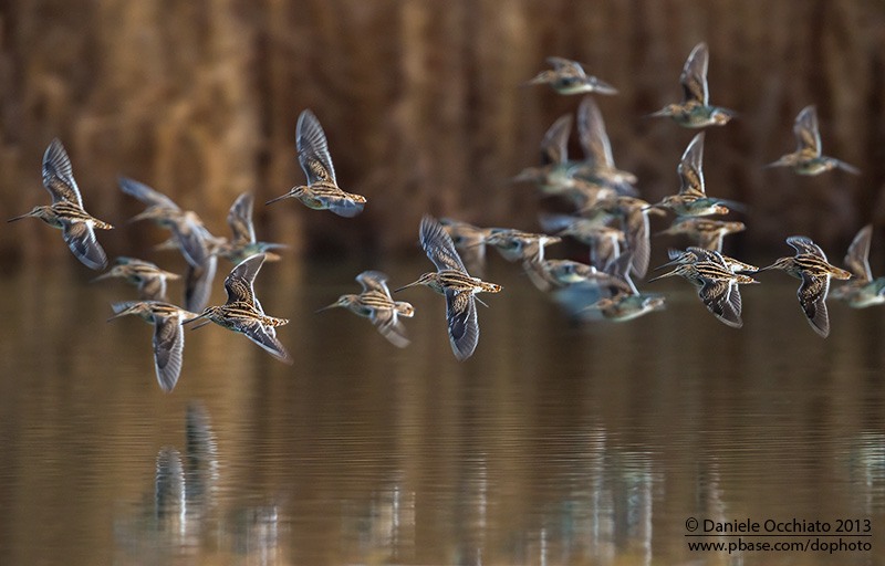 Common Snipe (Gallinago gallinago)