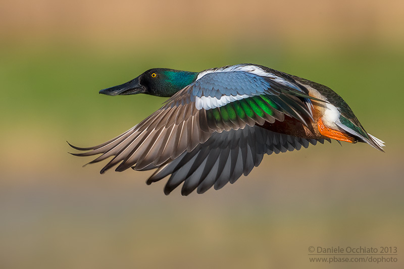 Northern Shoveler (Anas clypeata)