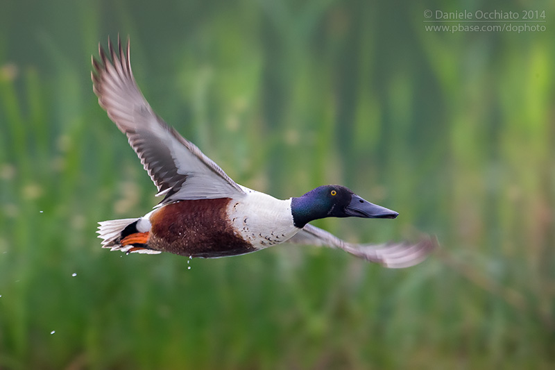 Northern Shoveler (Anas clypeata)