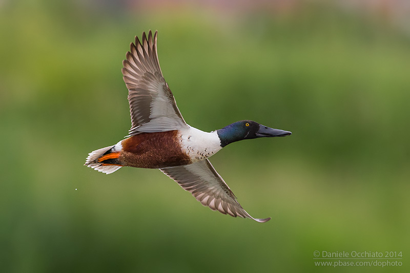 Northern Shoveler (Anas clypeata)