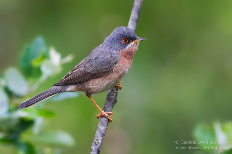 Moltonis Warbler (Sylvia subalpina)