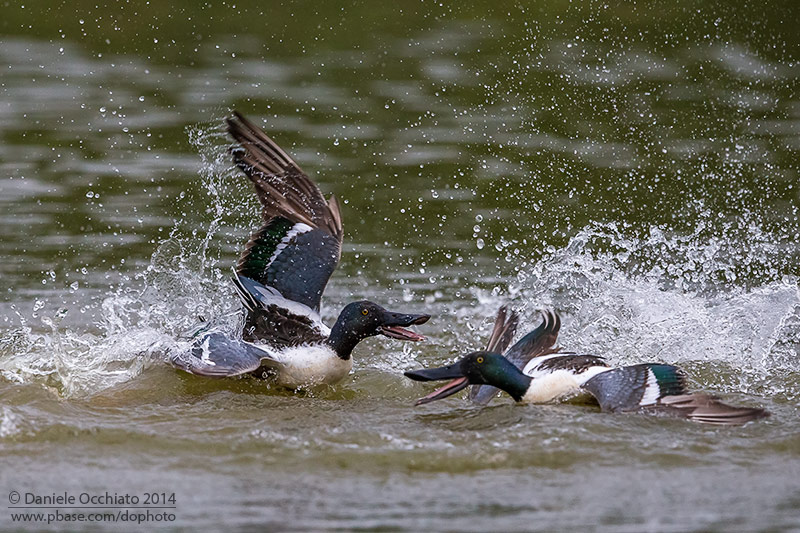 Northern Shoveler (Anas clypeata)