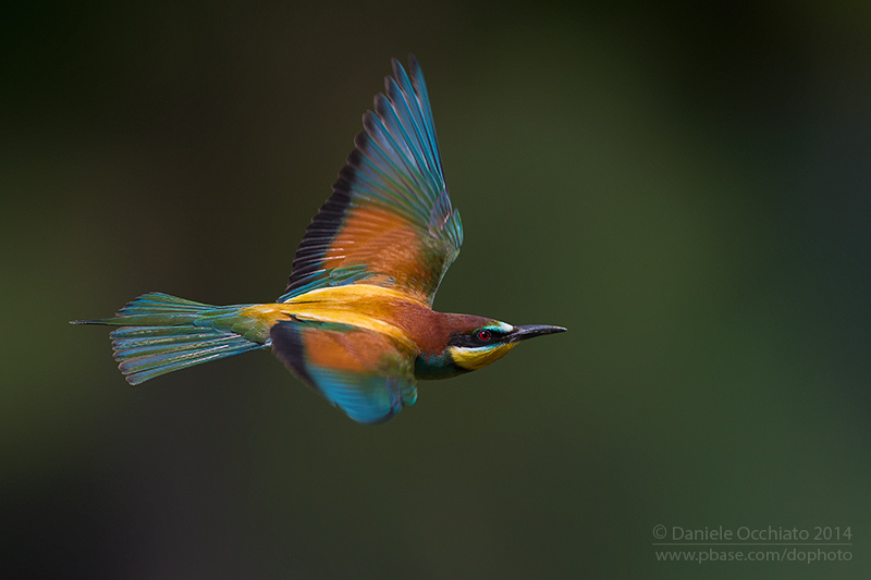 Bee-eater (Merops apiaster)