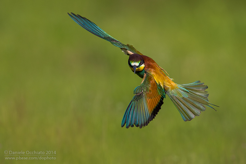 Bee-eater (Merops apiaster)