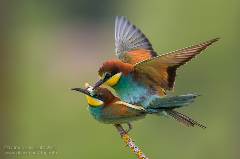 Bee-eater (Merops apiaster)