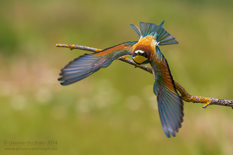 Bee-eater (Merops apiaster)