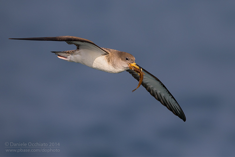 Scopolis Shearwater (Calonectris diomedea diomedea)