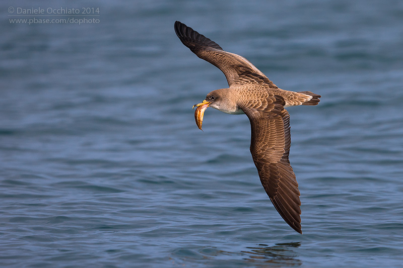 Scopolis Shearwater (Calonectris diomedea diomedea)