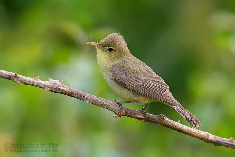 Melodious Warbler (Hippolais polyglotta)