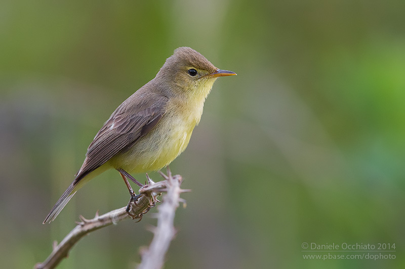 Melodious Warbler (Hippolais polyglotta)