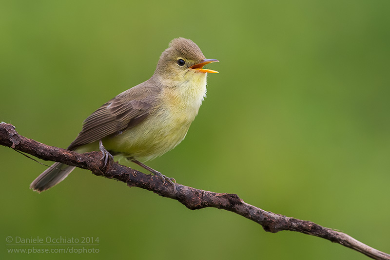 Melodious Warbler (Hippolais polyglotta)
