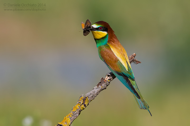 Bee-eater (Merops apiaster)