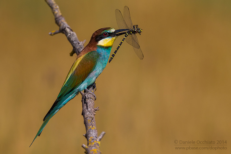 Bee-eater (Merops apiaster)