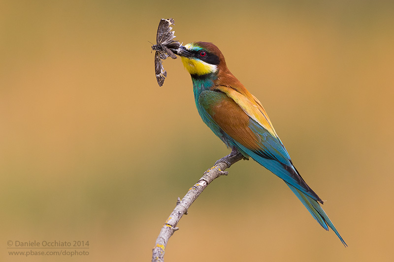 Bee-eater (Merops apiaster)