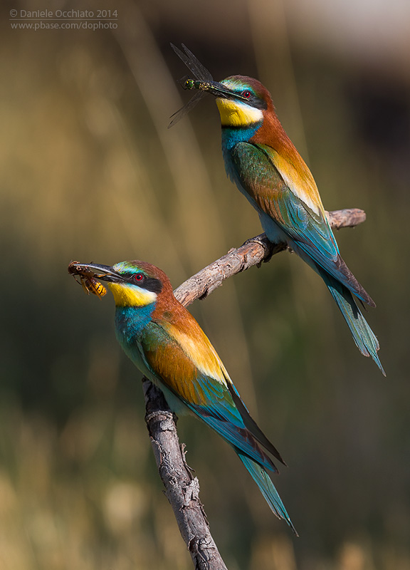 Bee-eater (Merops apiaster)