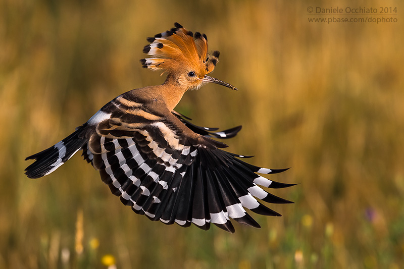 Hoopoe (Upupa epops)