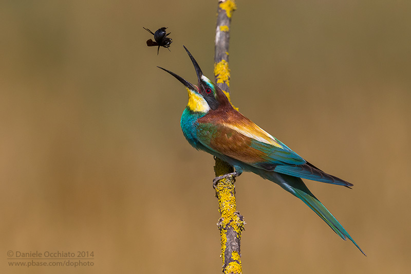 Bee-eater (Merops apiaster)