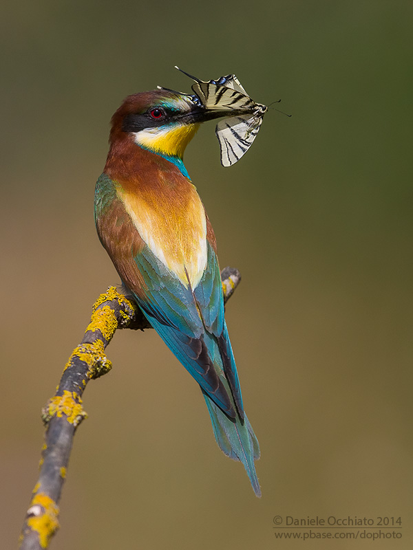 Bee-eater (Merops apiaster)