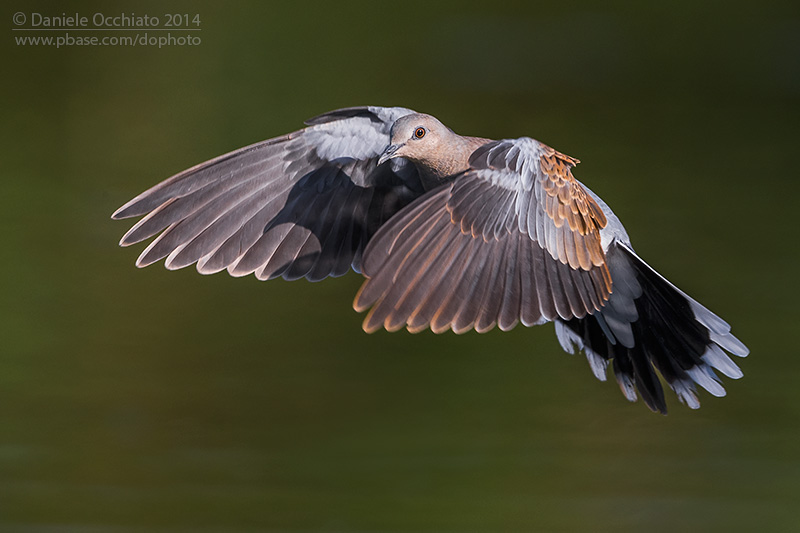 Turtle Dove (Treptopelia turtur)