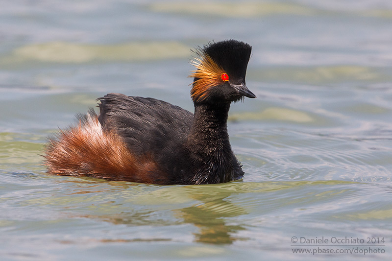 Black-necked Grebe (Podiceps nigricollis)