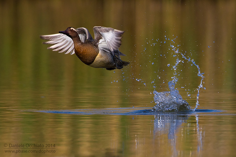 Garganey (Anas querquedula)