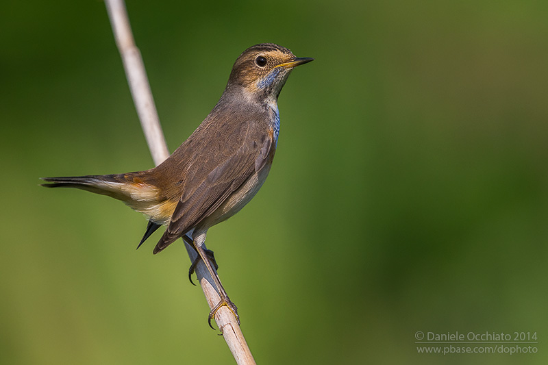 Bluethroat (Luscinia svecica)