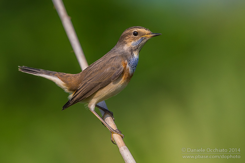 Bluethroat (Luscinia svecica)