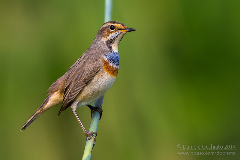 Bluethroat (Luscinia svecica)