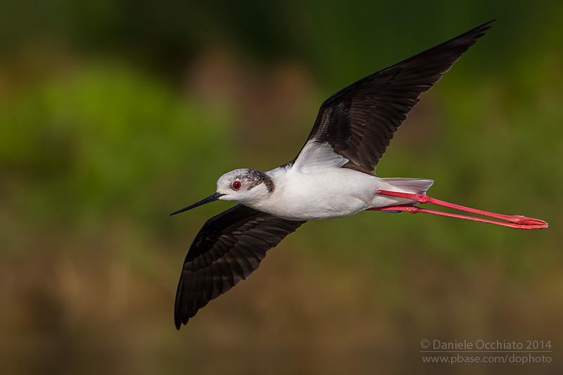 Black-winged Stilt (Himantopus himantopus)