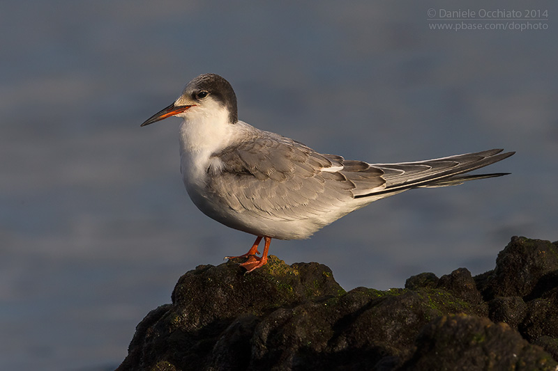 Common Tern (Sterna hirundo)