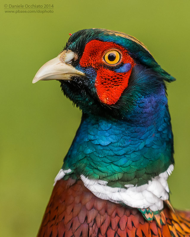 Common Pheasant (Phasianus colchicus)