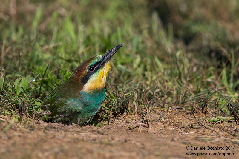 Bee-eater (Merops apiaster)